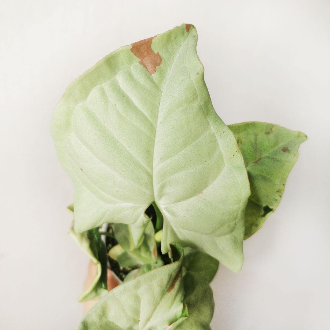 Baby Syngonium MIlk Confetti