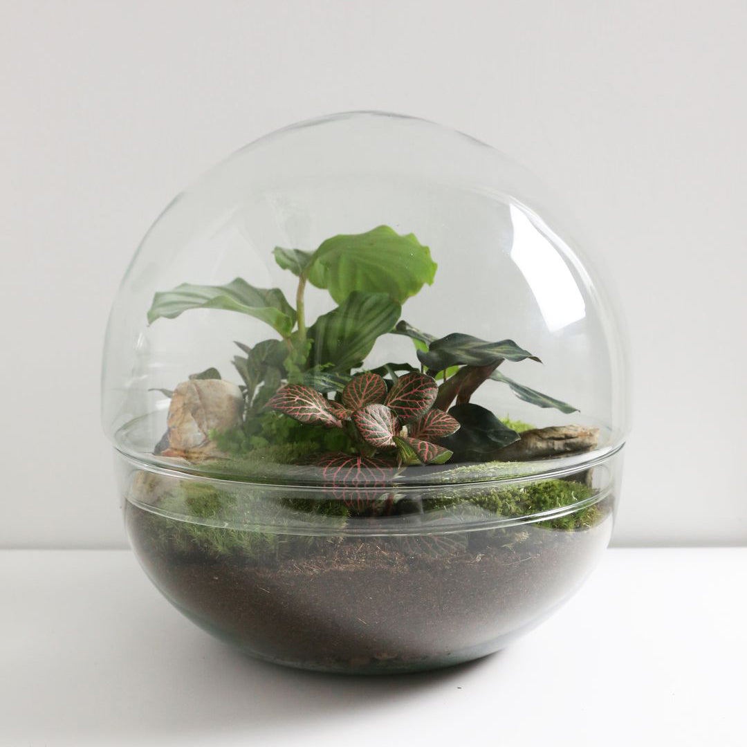 11 idee su Marimo  idee acquario, idee, terrario