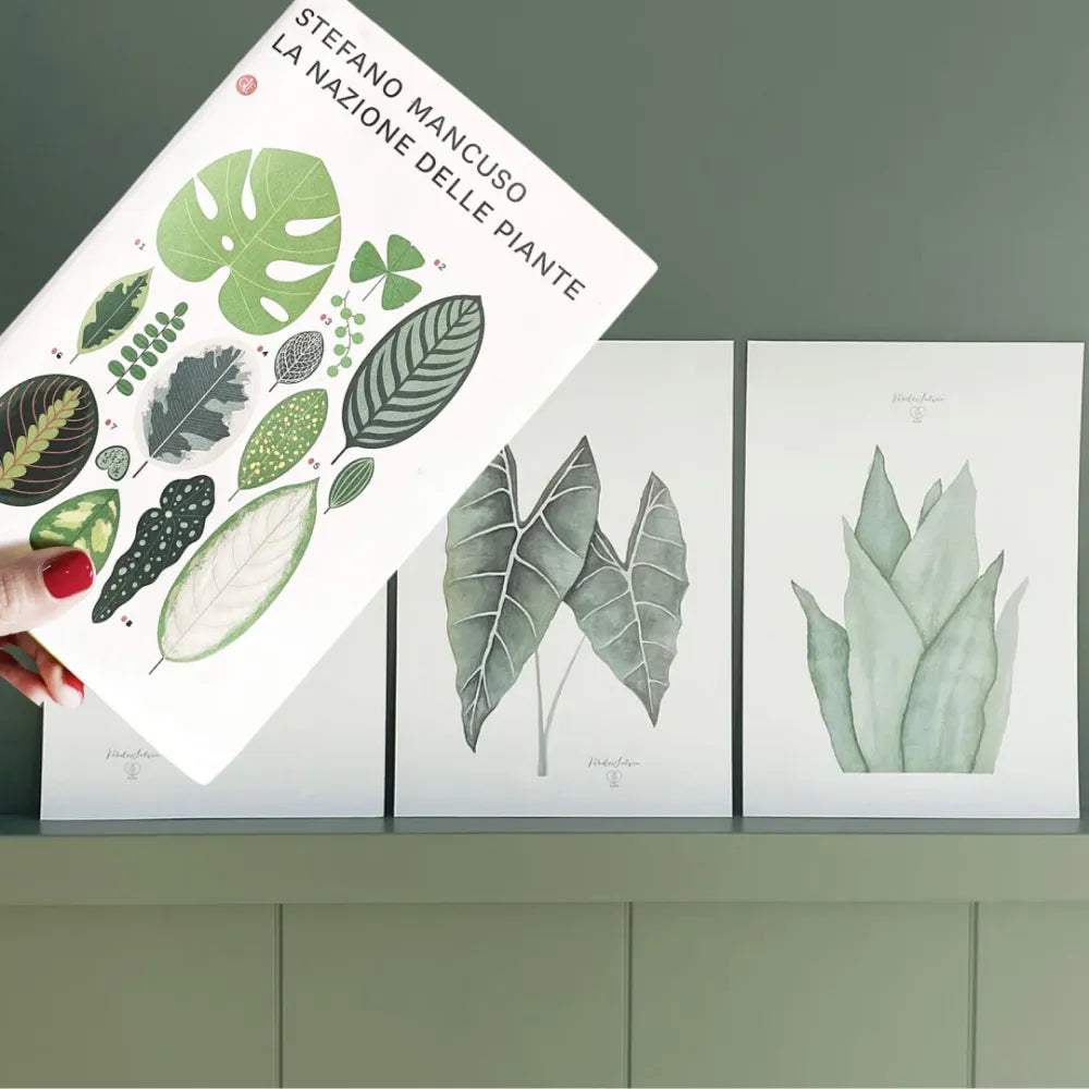 Libro + Stampa botanica