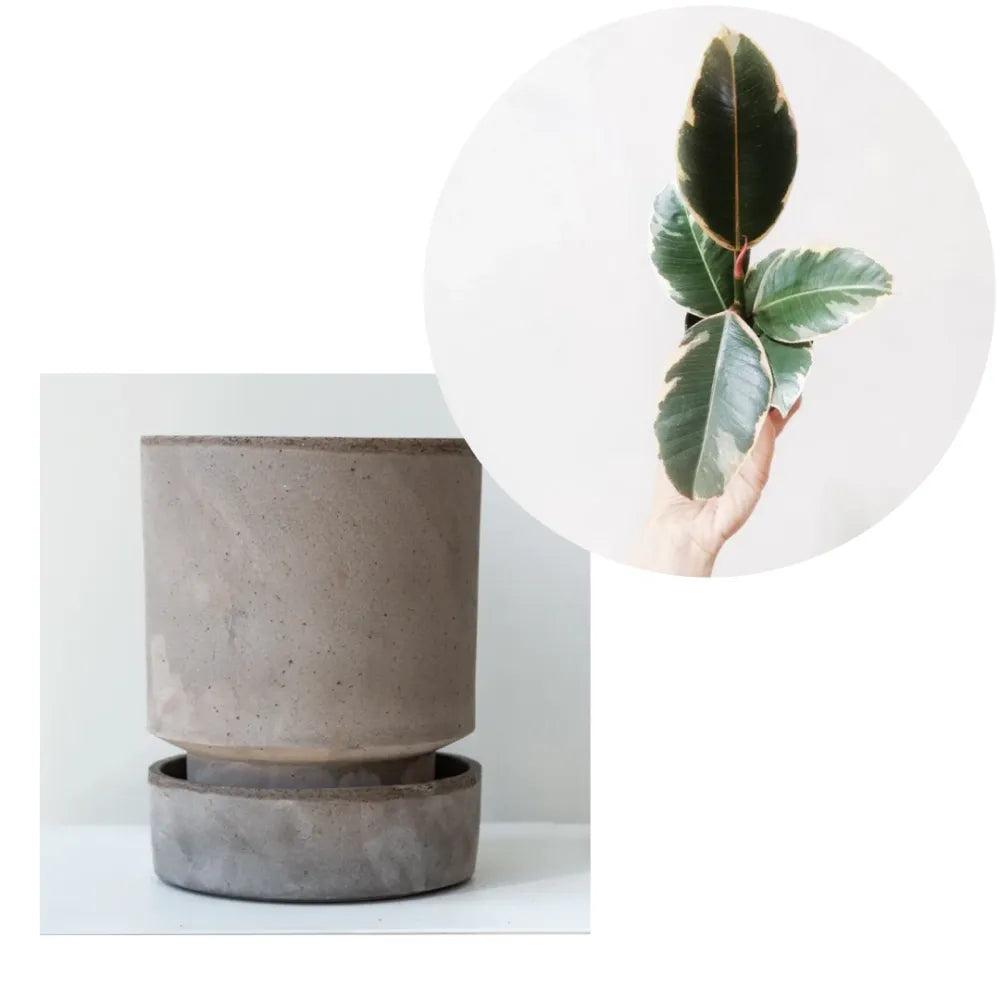 Vaso + Sottovaso Hoff + baby Ficus Tineke