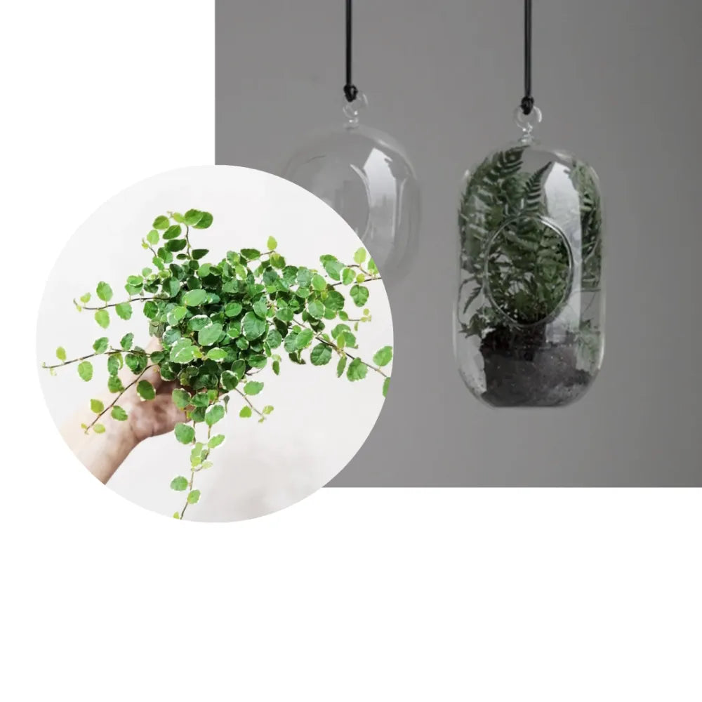 Ficus Pumila + Hanging Glass L