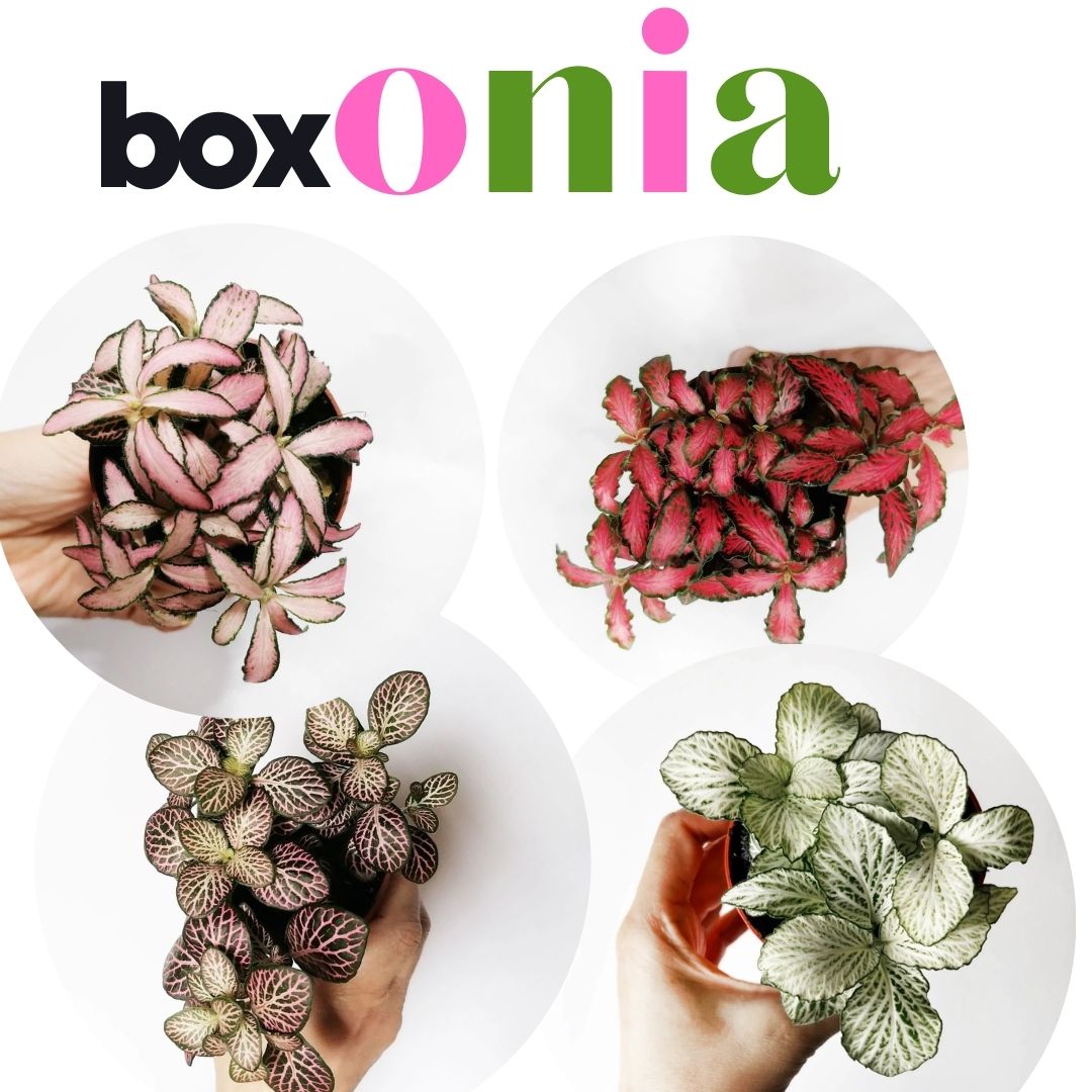 BOXonia