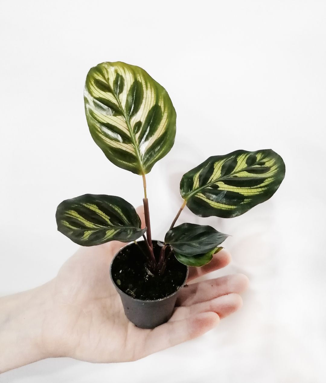 » Baby Calathea Makoyana (100% off)