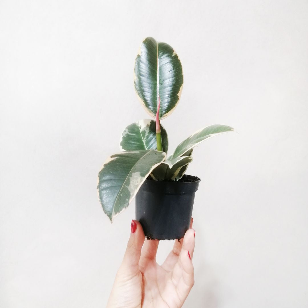 » Baby Ficus El Tineke (100% off)