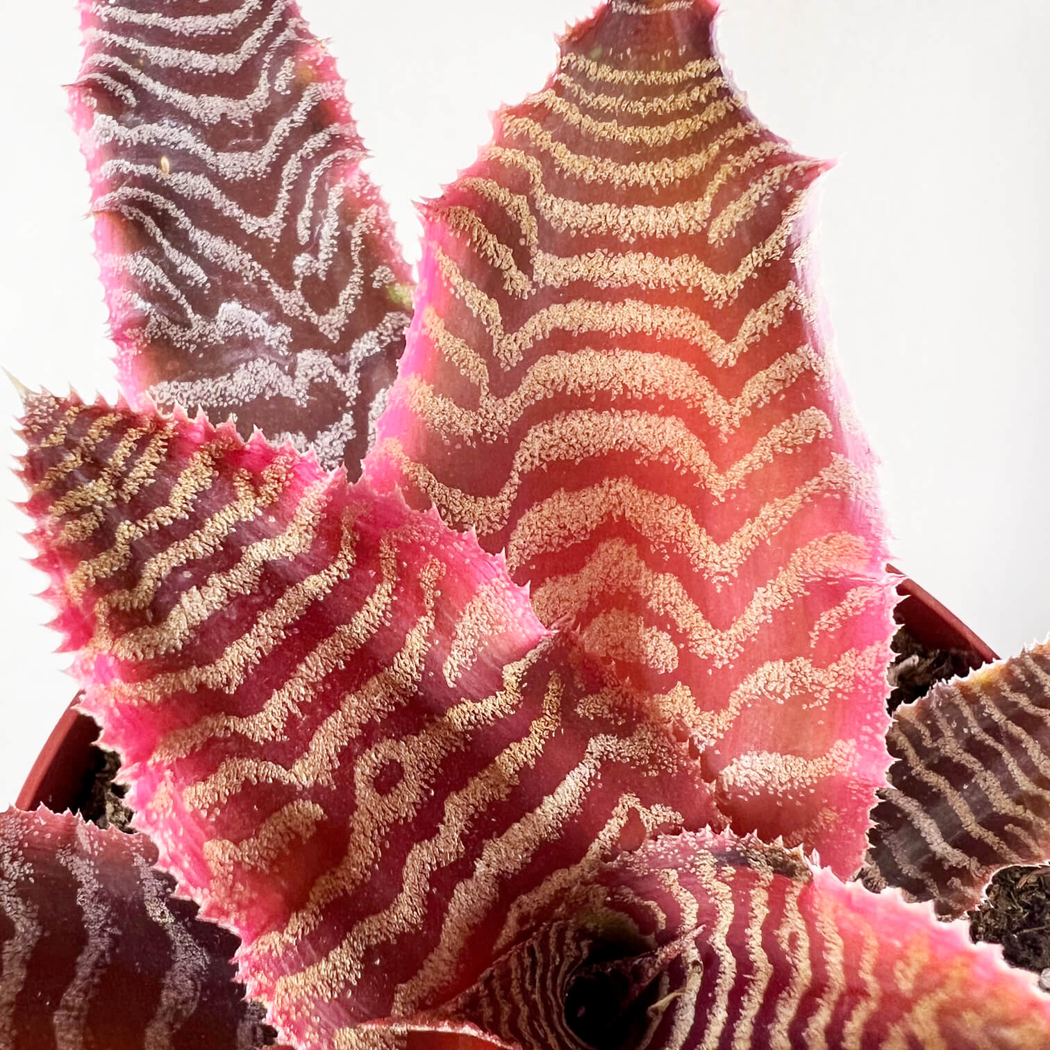 Cryptanthus Bivittatus Elaine