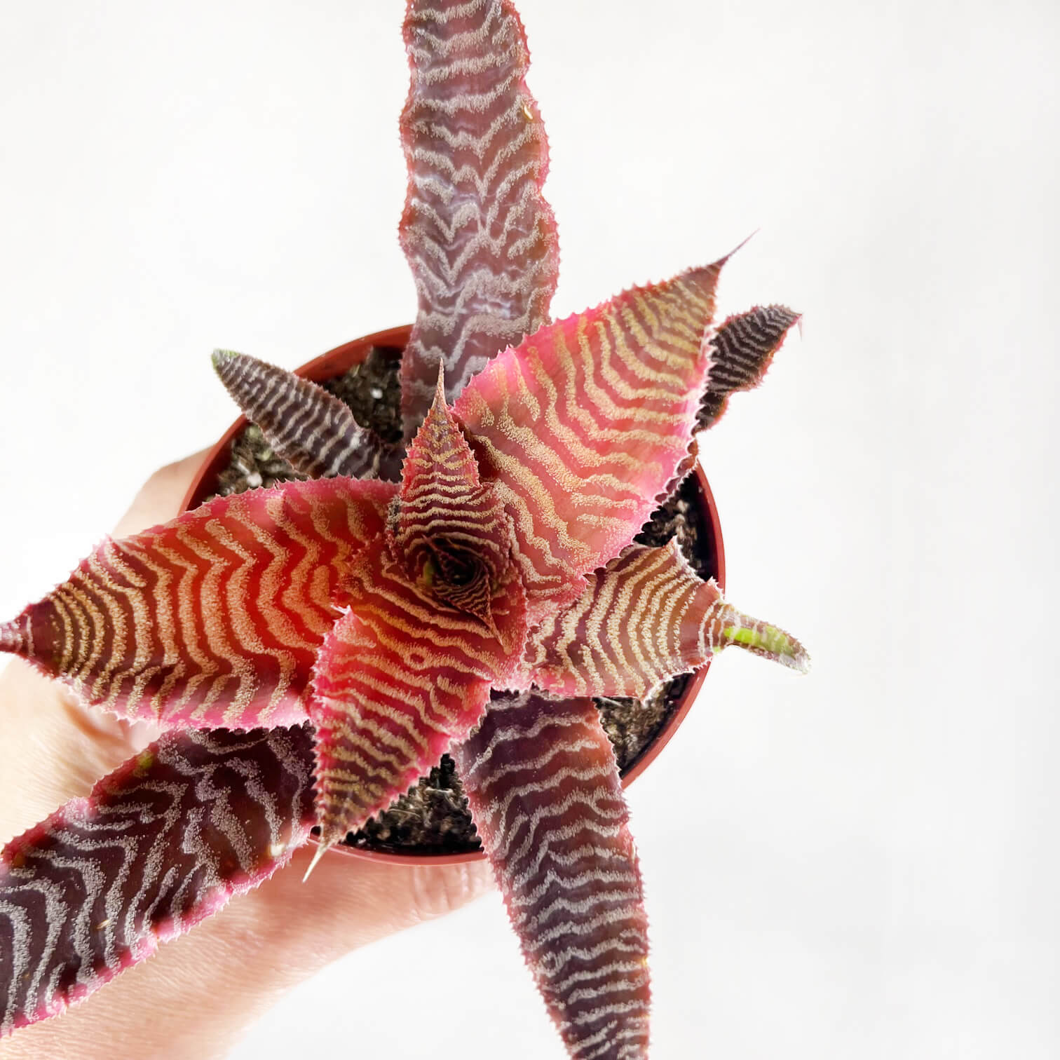 Cryptanthus Bivittatus Elaine