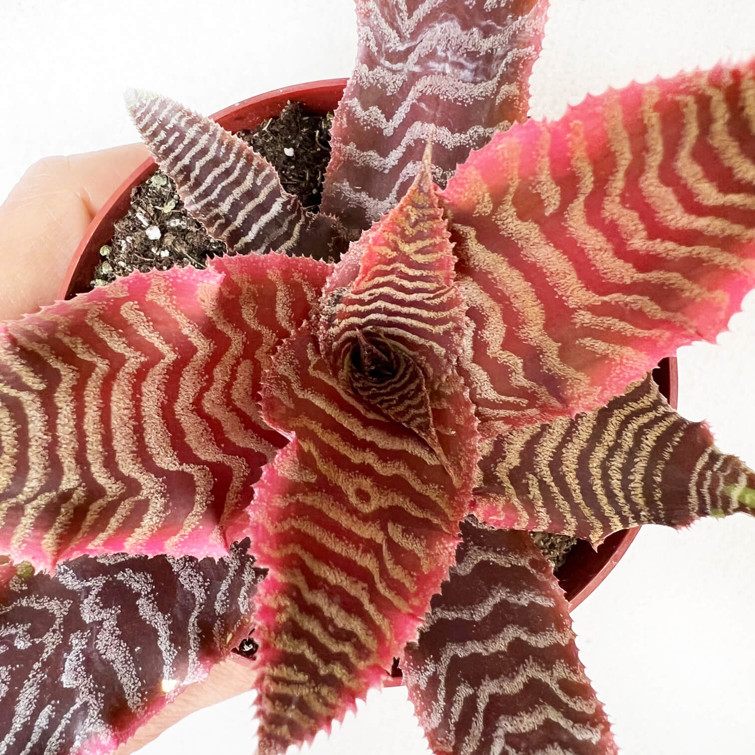 Cryptanthus Bivittatus Elaine