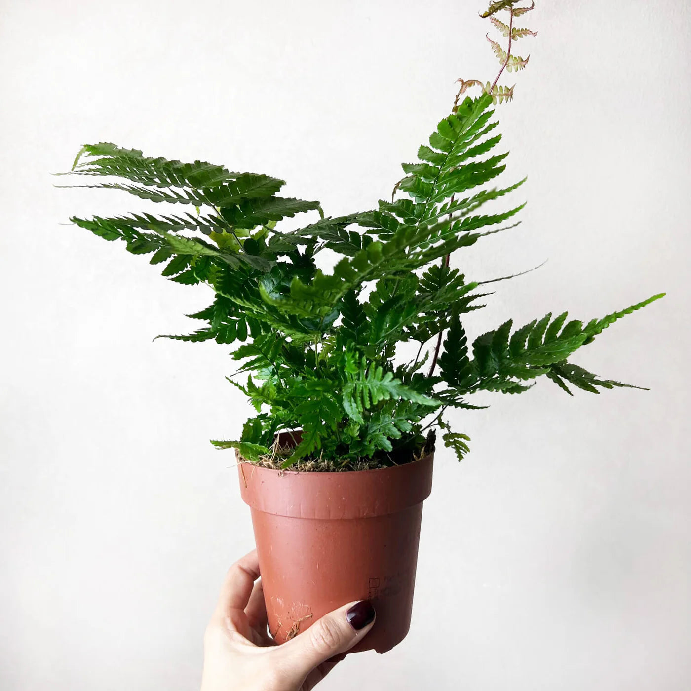 KOKE/Felce Dryopteris Erythrosora