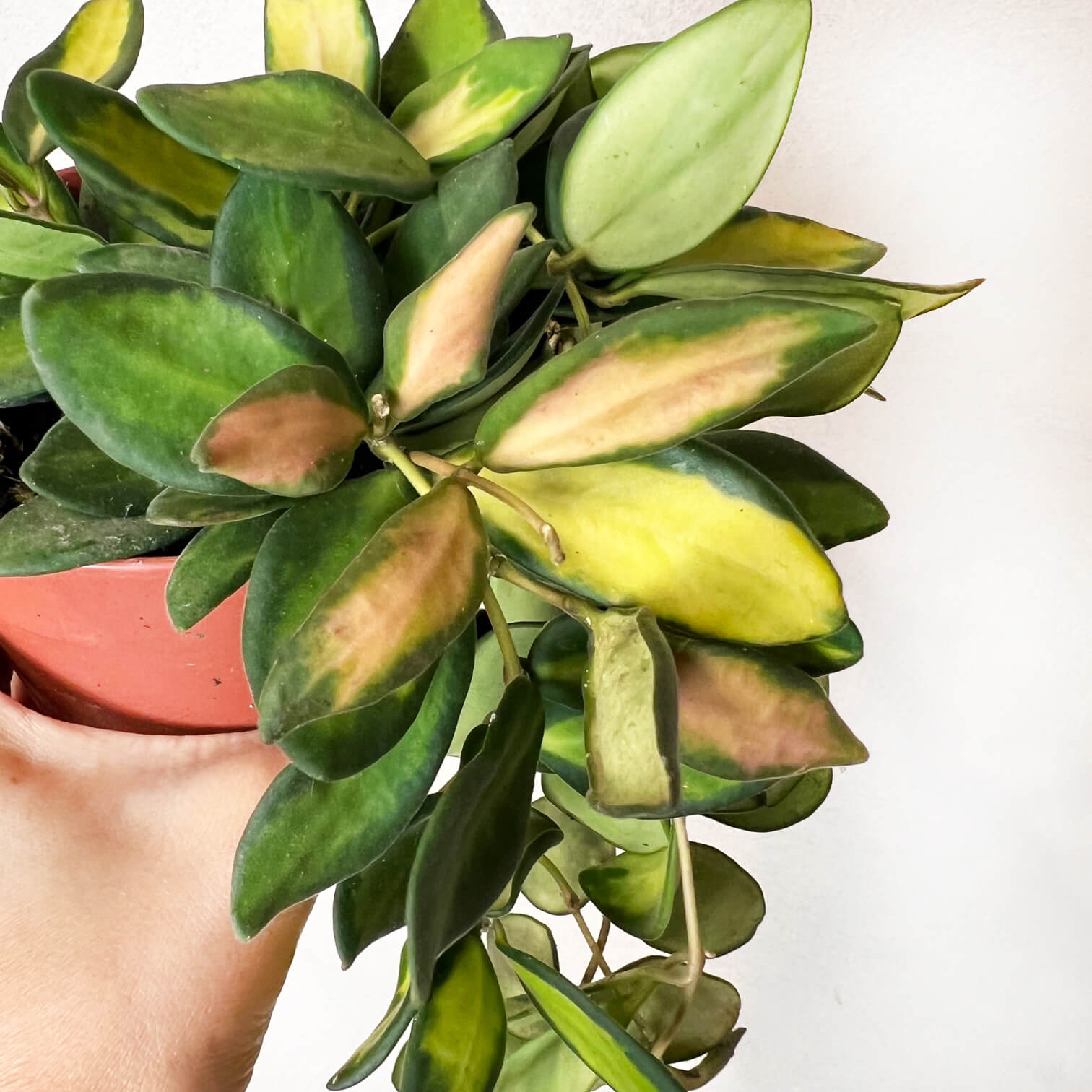 Hoya Burtoniae variegata (Ds70)