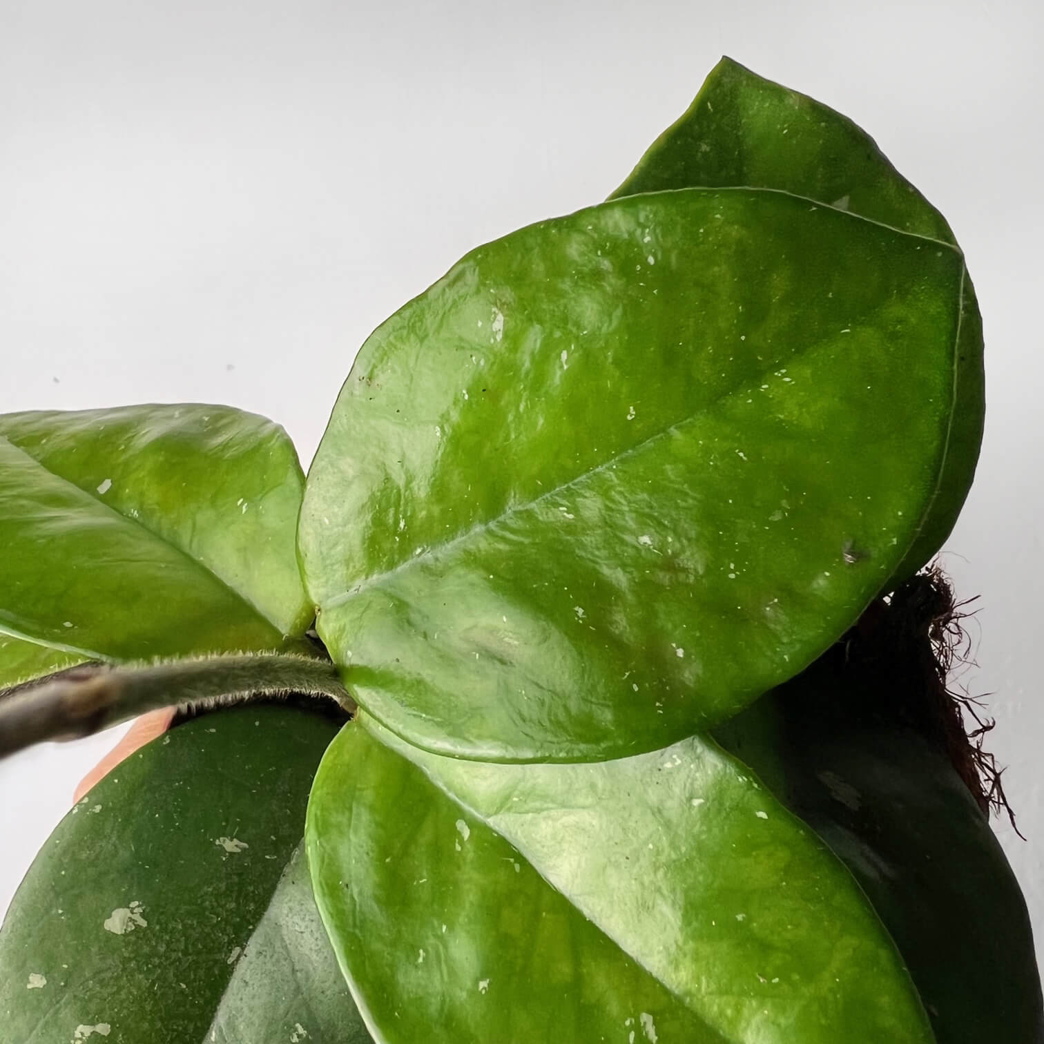 Hoya Carnosa Freckles Splash