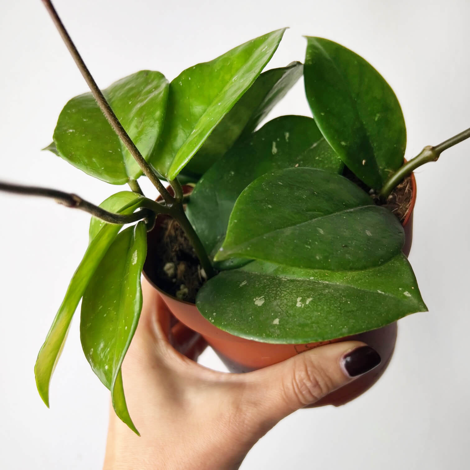 Hoya Carnosa Freckles Splash