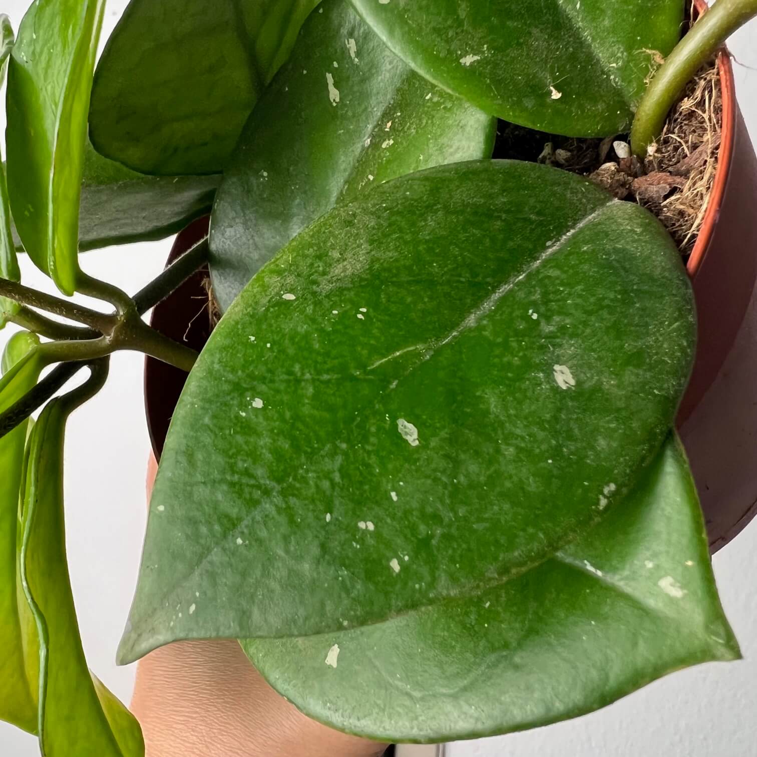 Hoya Carnosa Freckles Splash