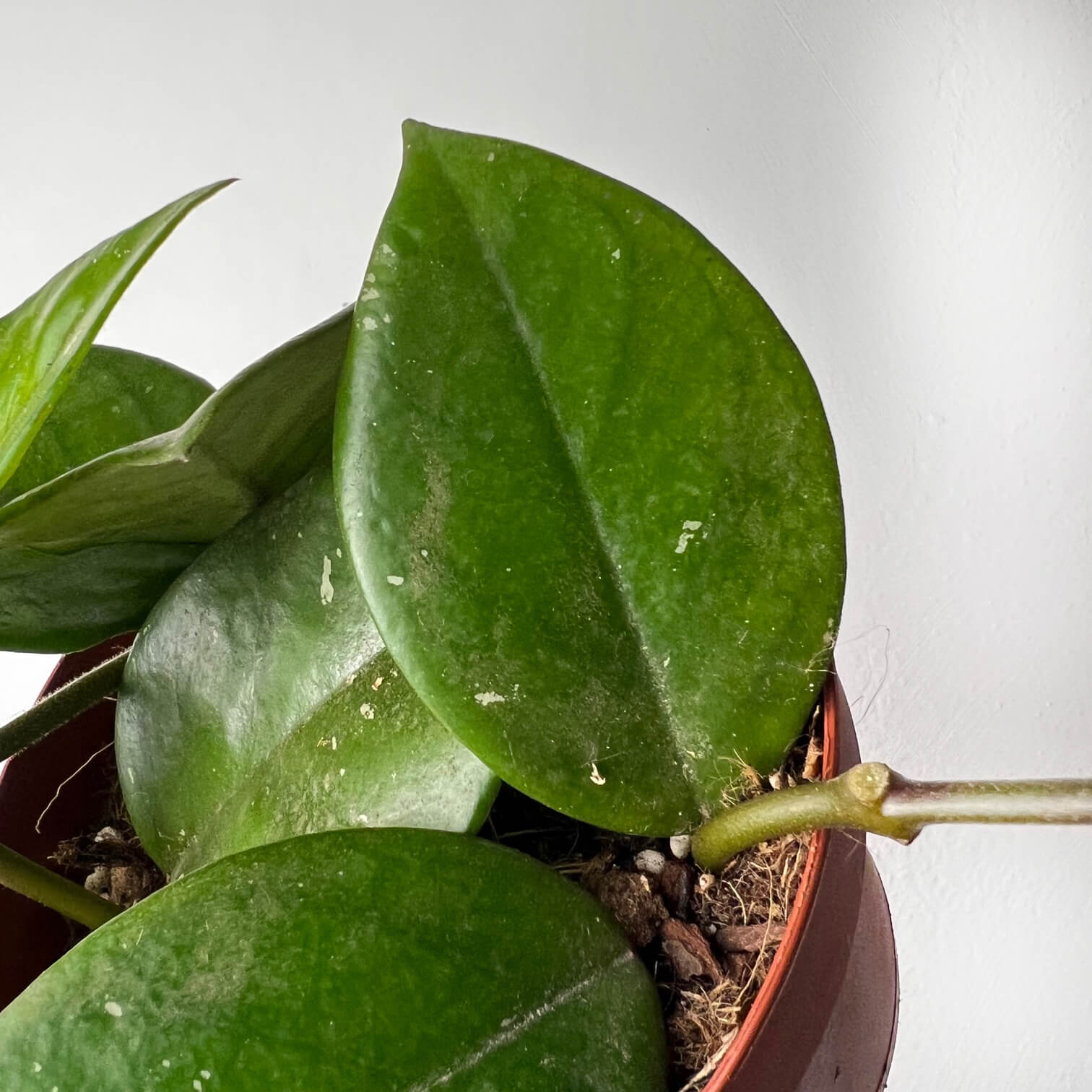 Hoya Carnosa Freckles Splash