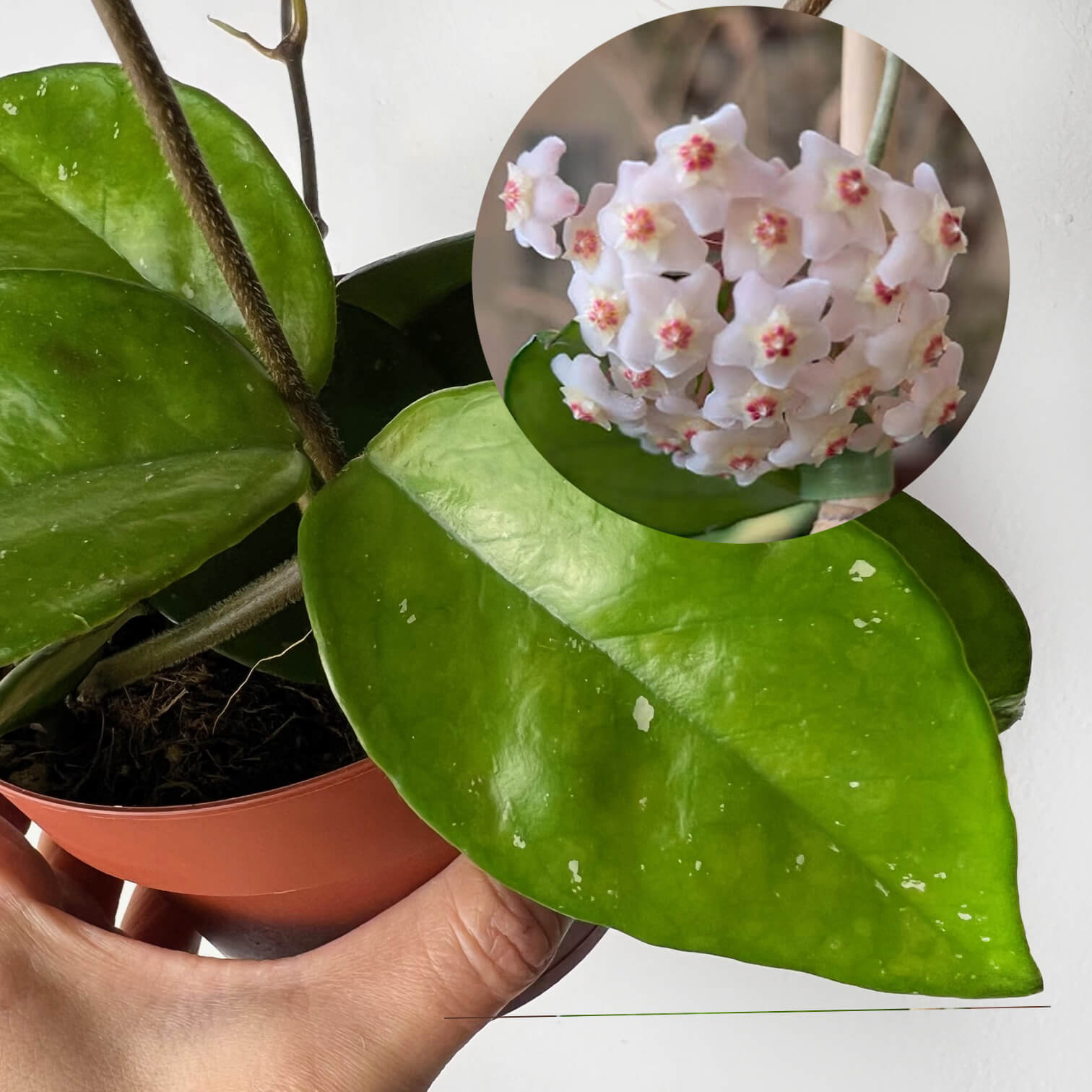 Hoya Carnosa Freckles Splash