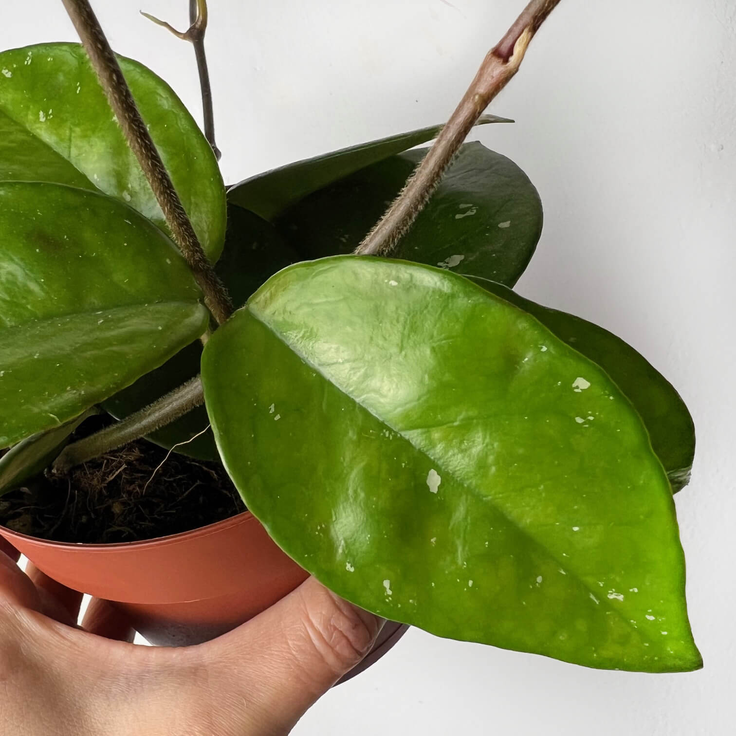 Hoya Carnosa Freckles Splash