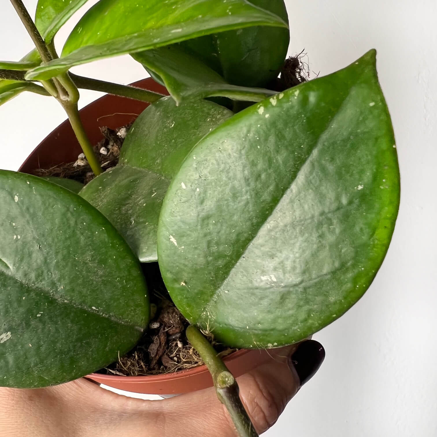 Hoya Carnosa Freckles Splash