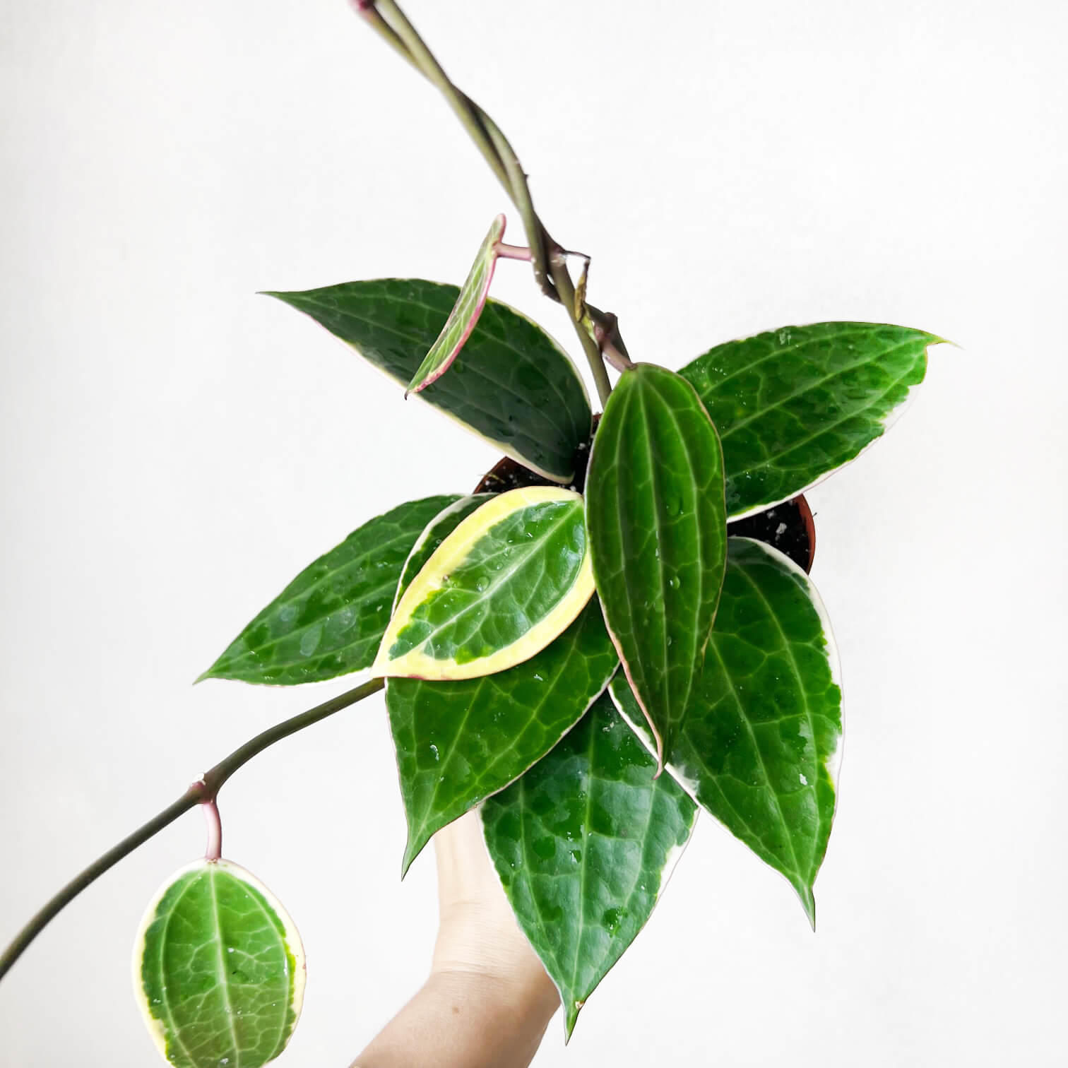 Hoya (ex Macrophylla) Latifolia albovariegata