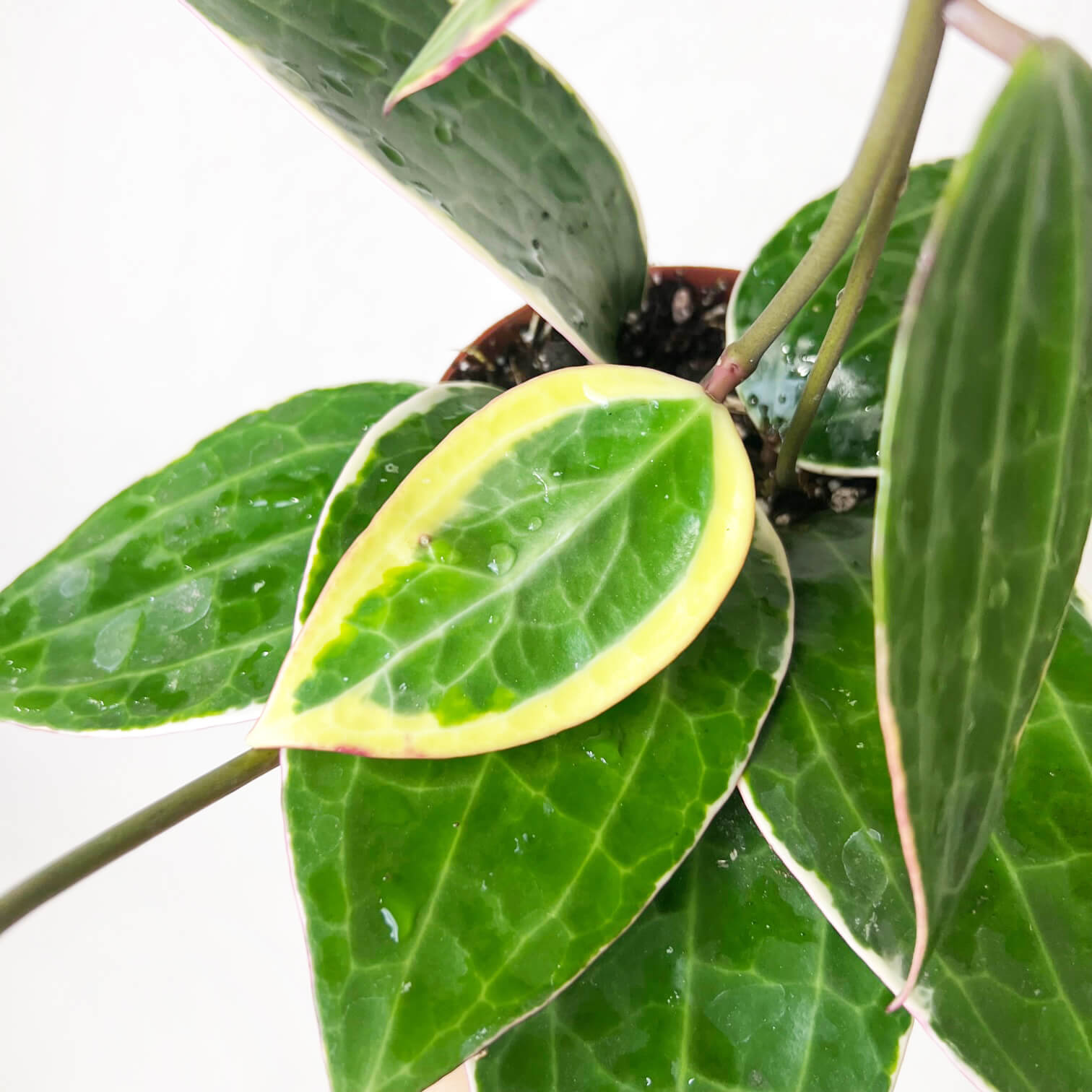 Hoya (ex Macrophylla) Latifolia albovariegata