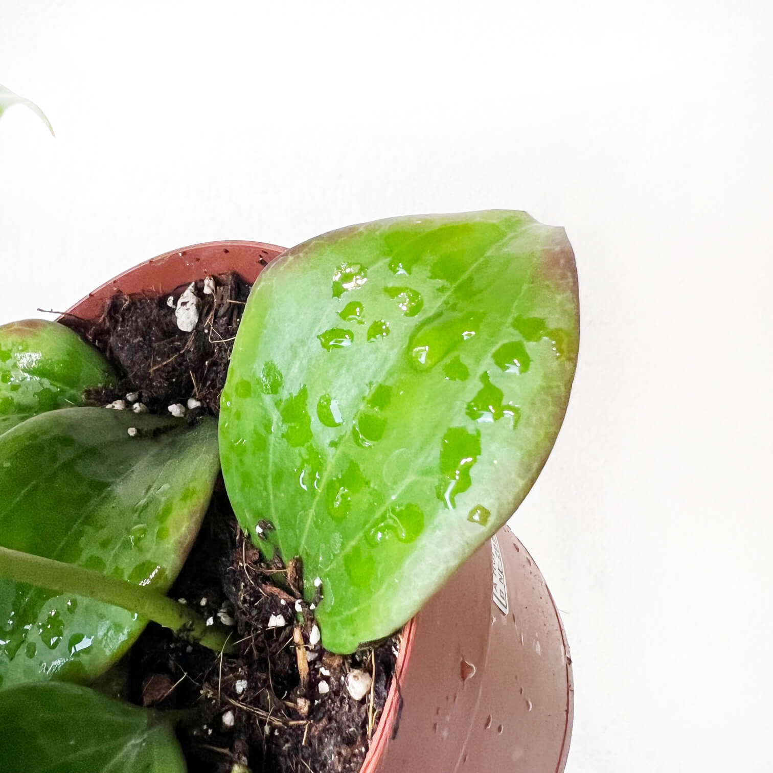 Hoya Quinquenervia