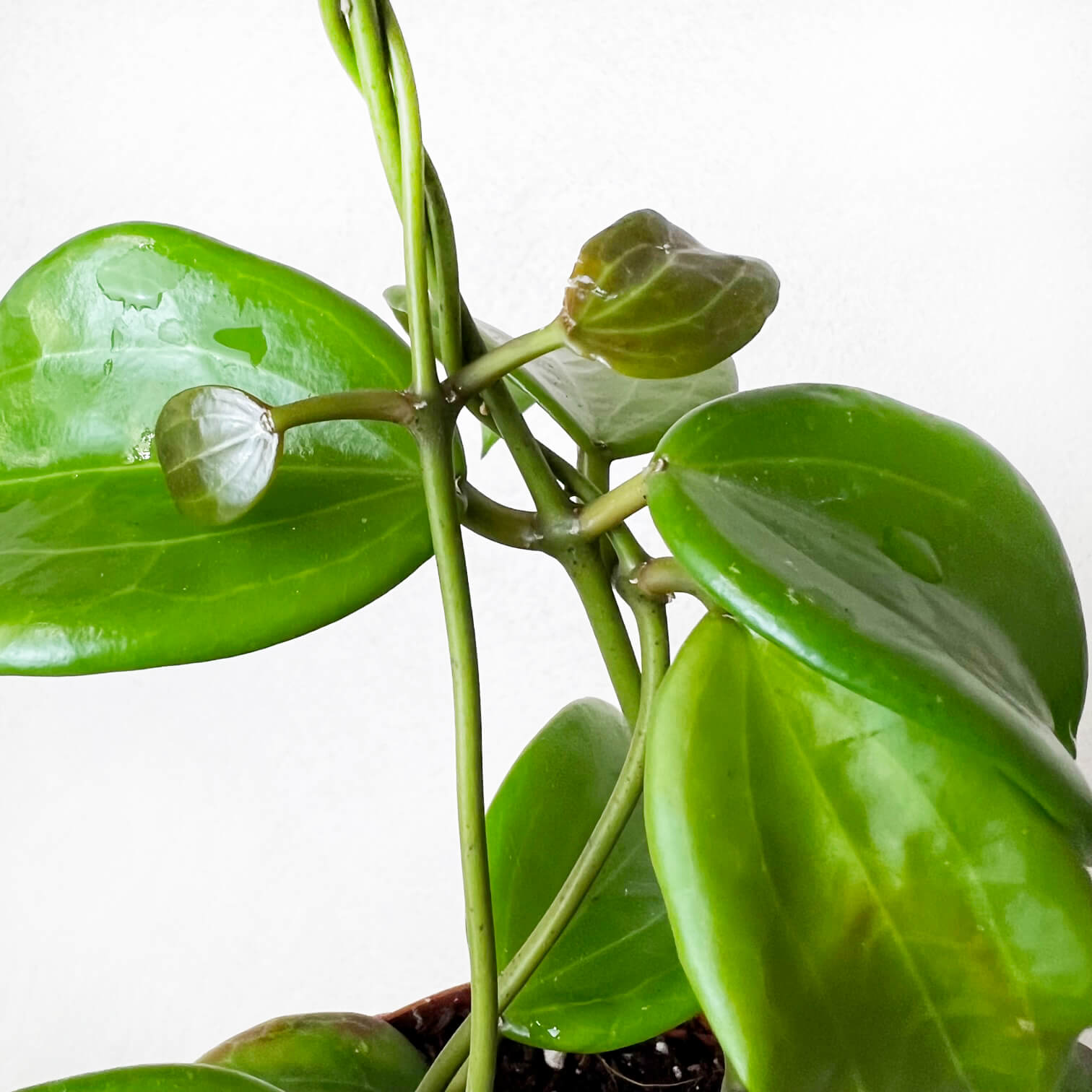 Hoya Quinquenervia