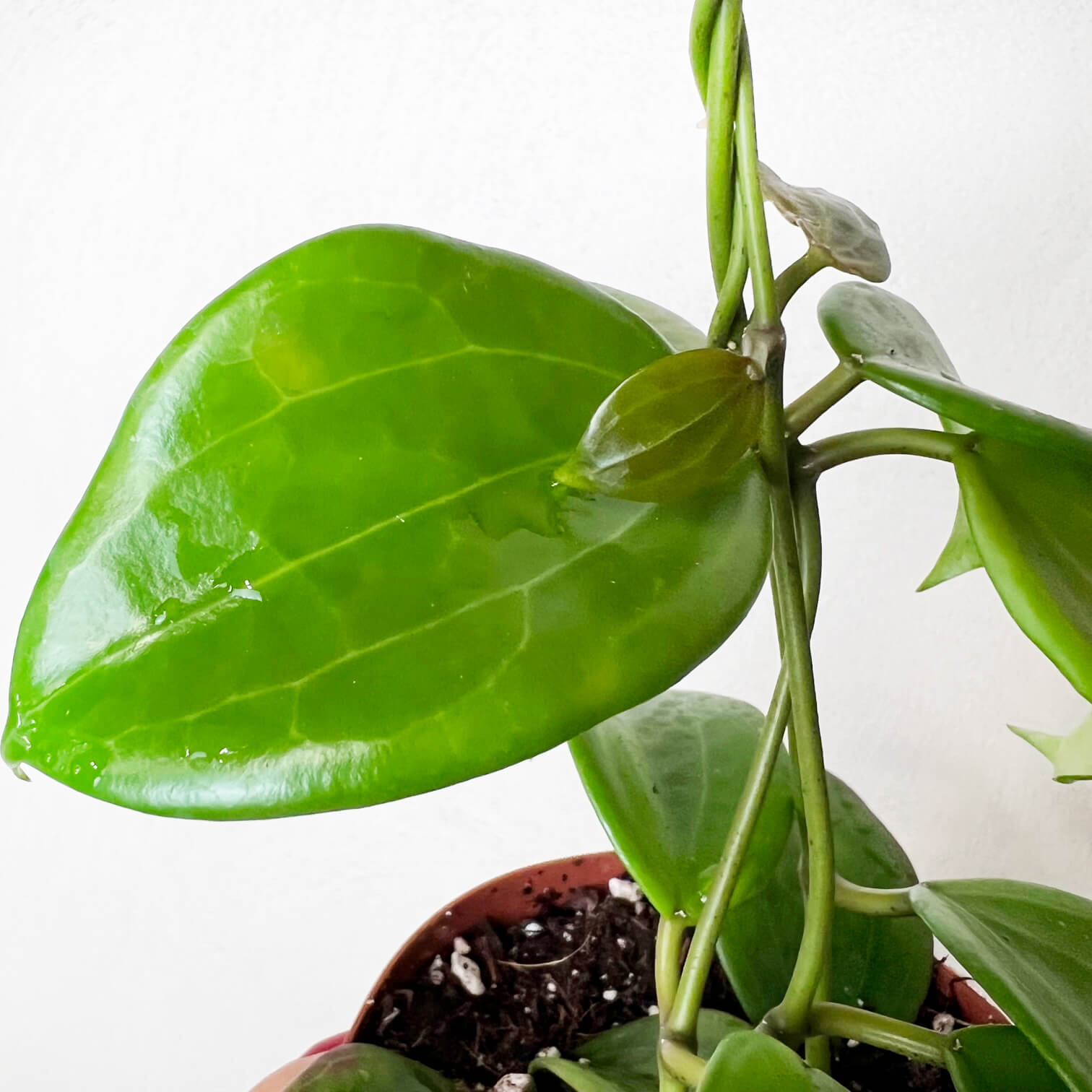 Hoya Quinquenervia