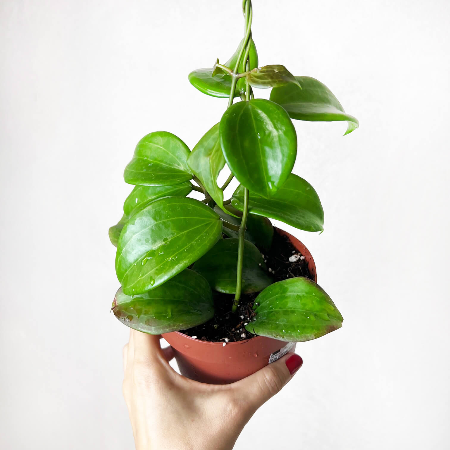 Hoya Quinquenervia