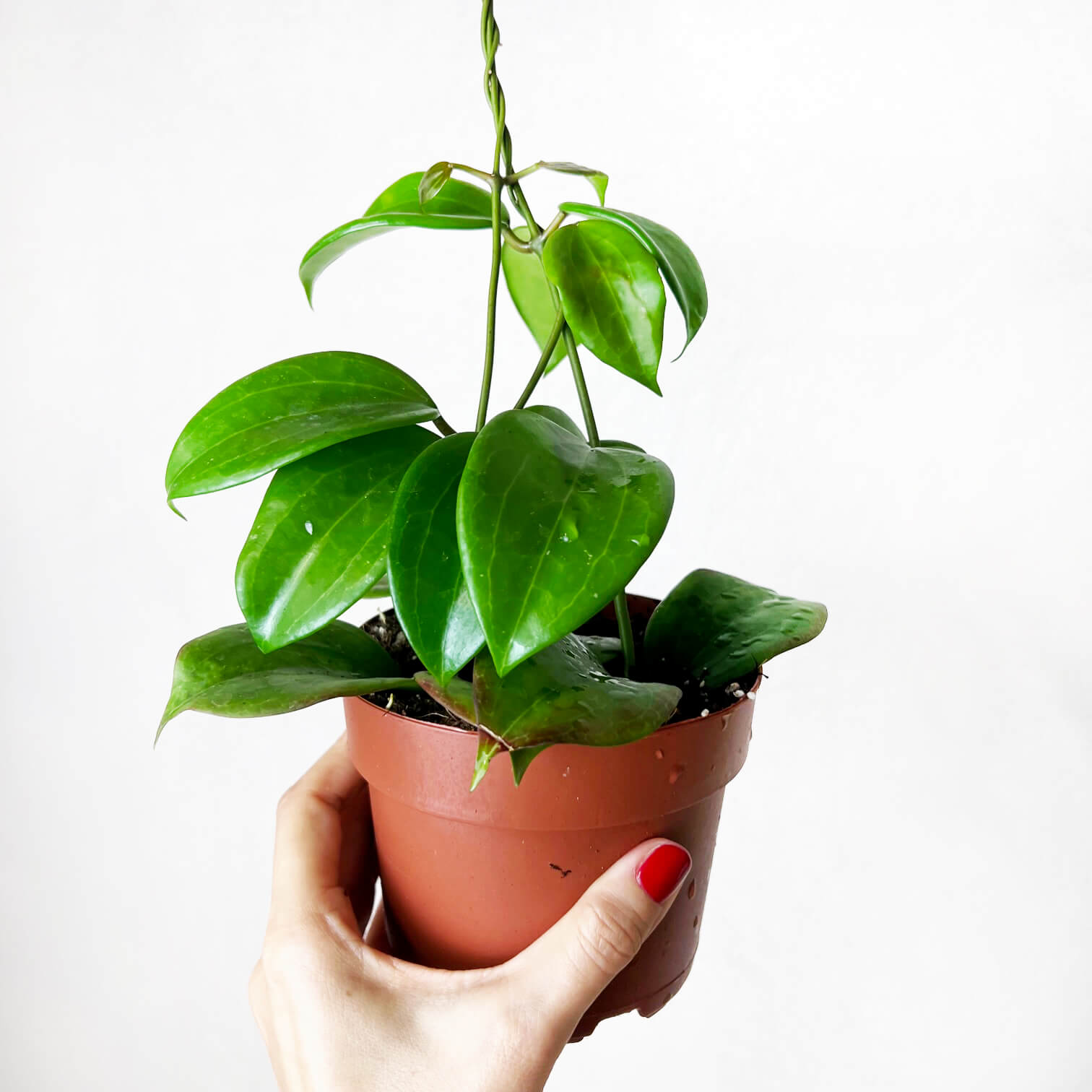 Hoya Quinquenervia