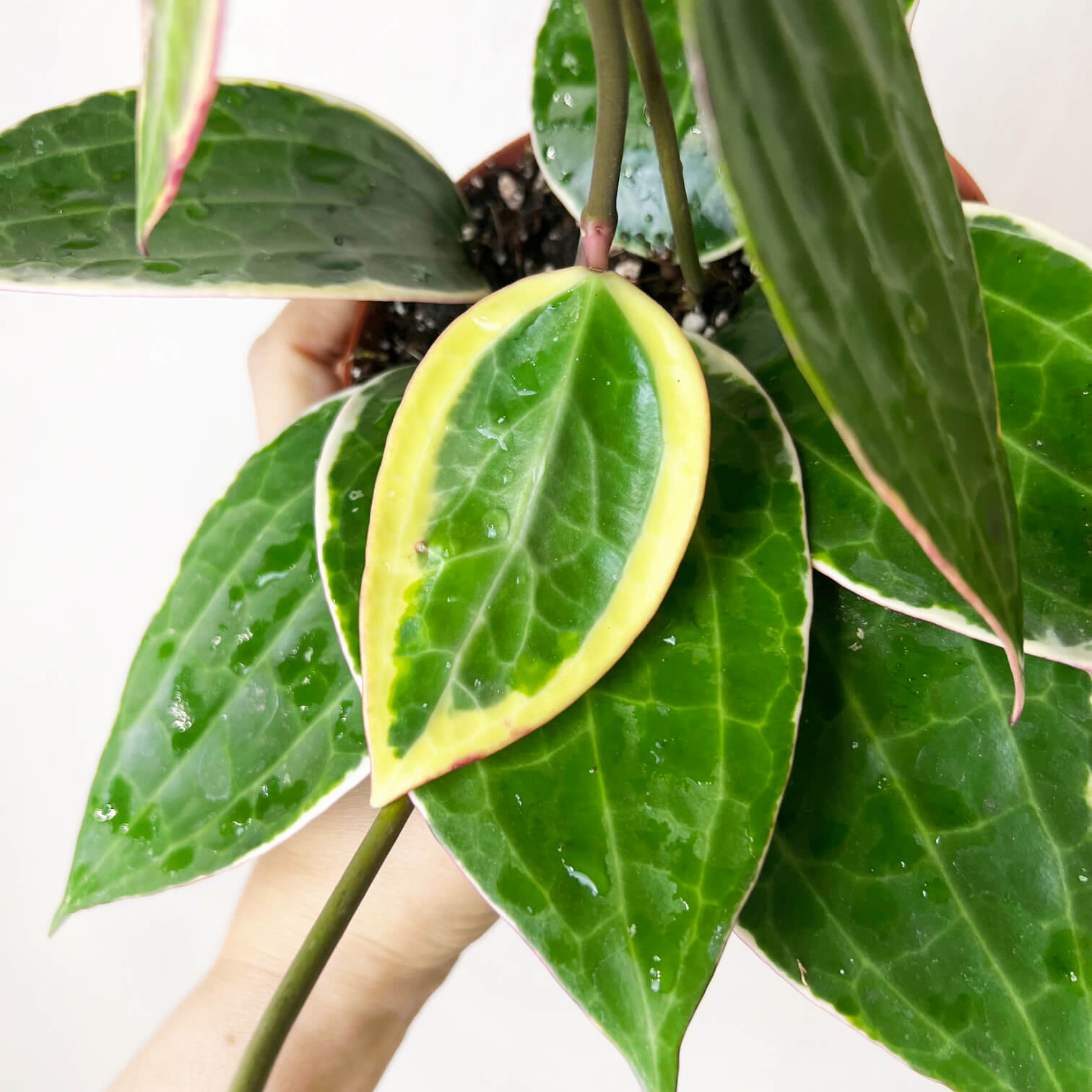 Hoya (ex Macrophylla) Latifolia albovariegata