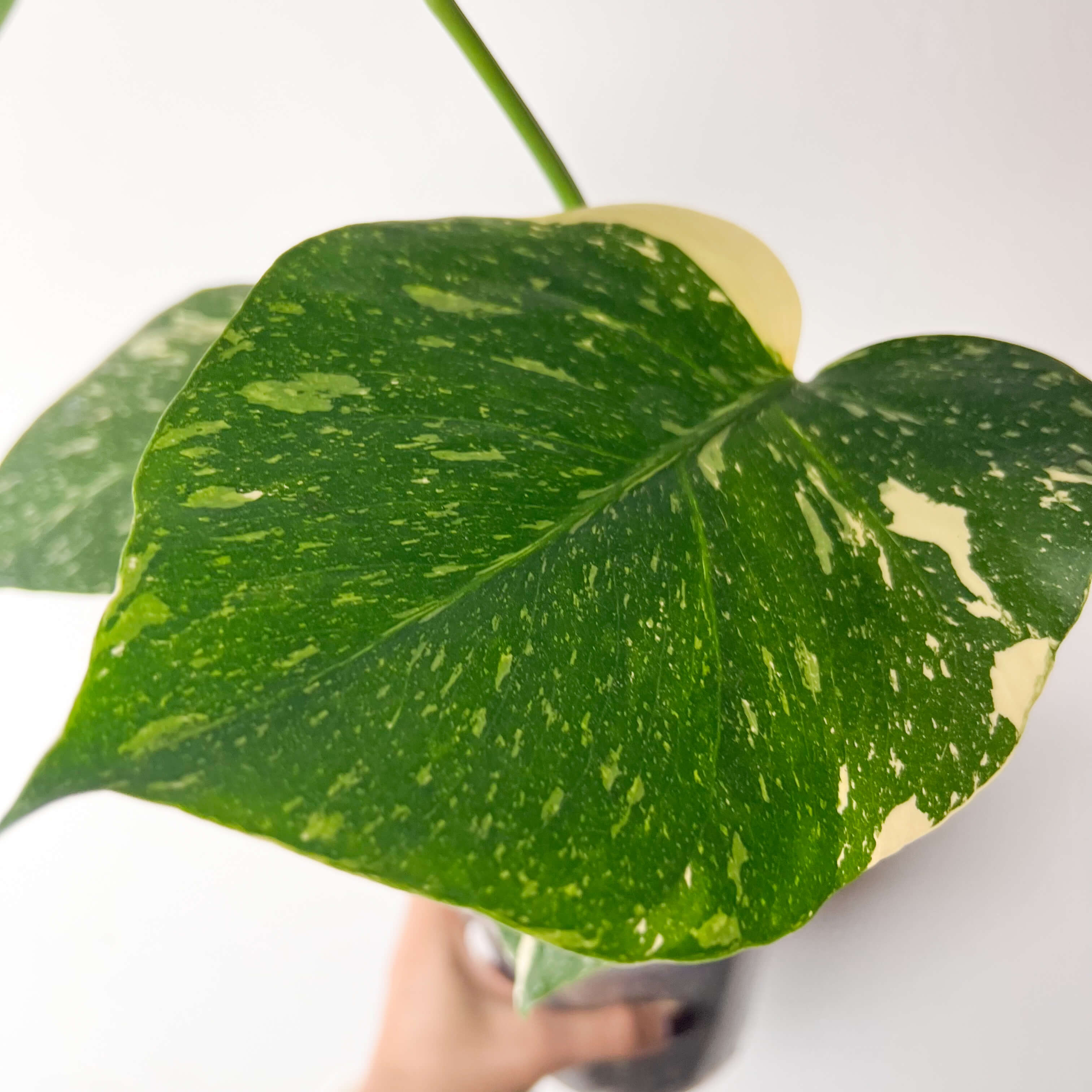 Monstera Thai Constellation /Caterina