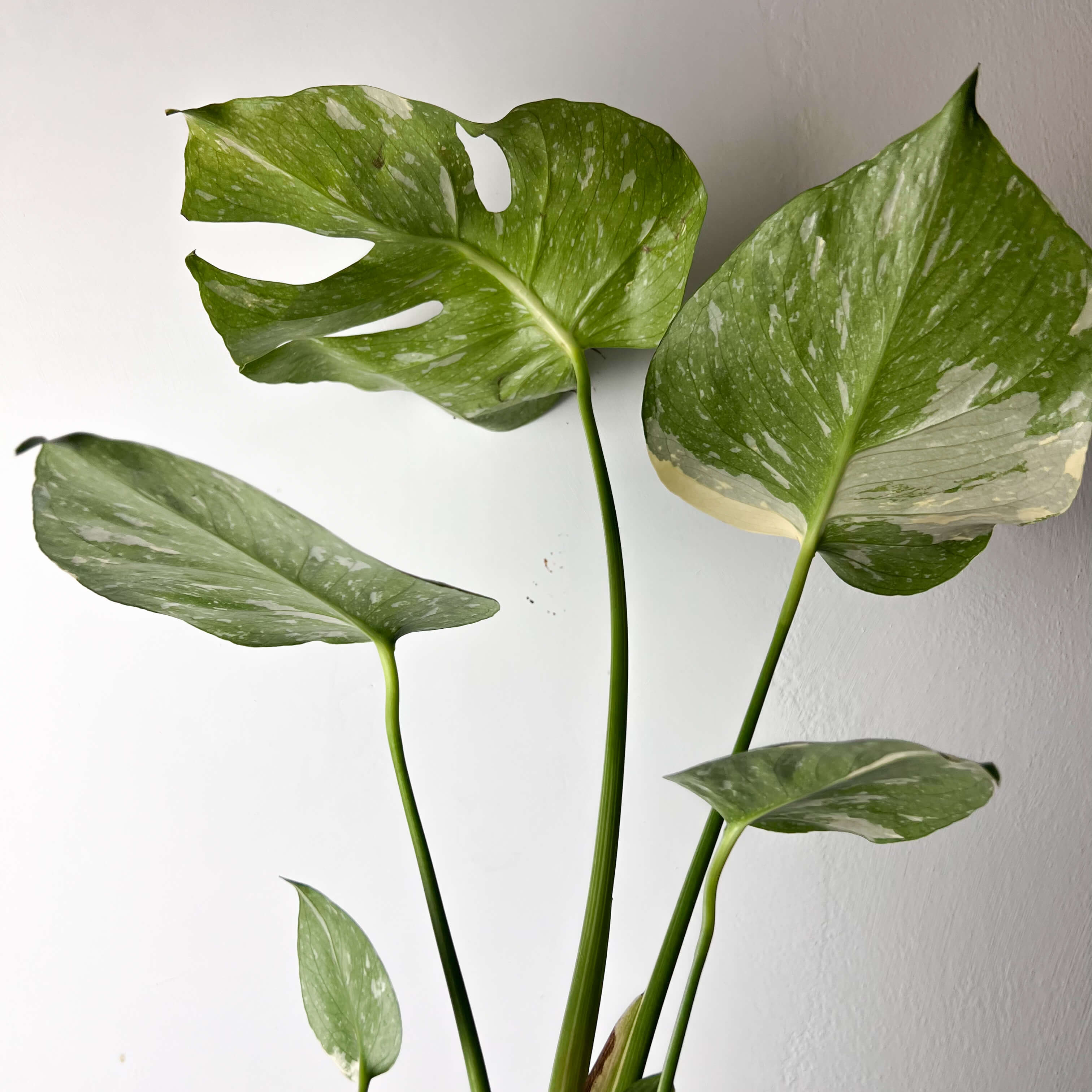 Monstera Thai Constellation /Caterina