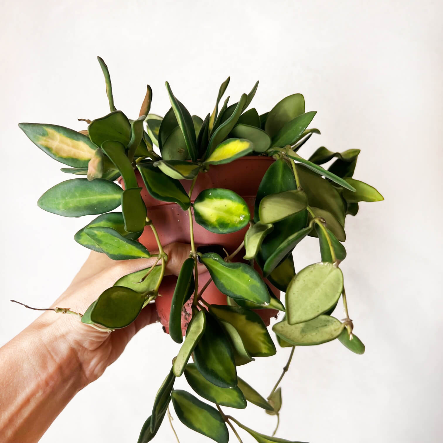 Hoya Burtoniae variegata (Ds70)