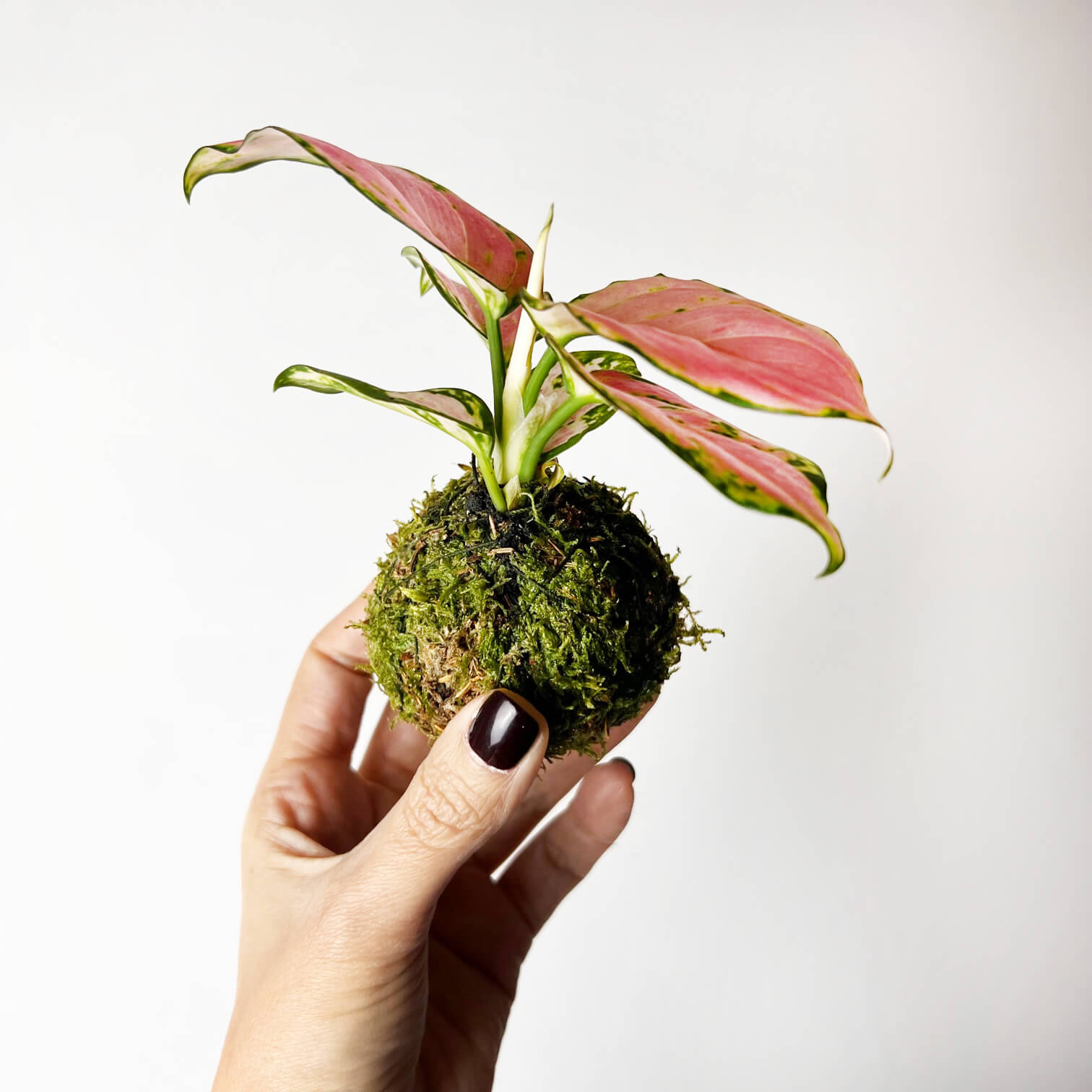 KOKE/baby Aglaonema Red Zirkon