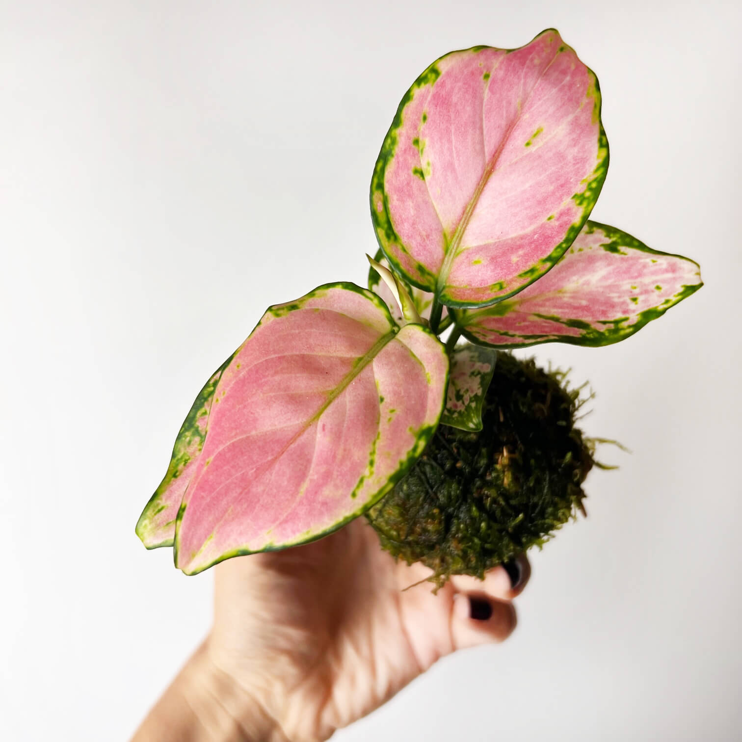 KOKE/baby Aglaonema Red Zirkon