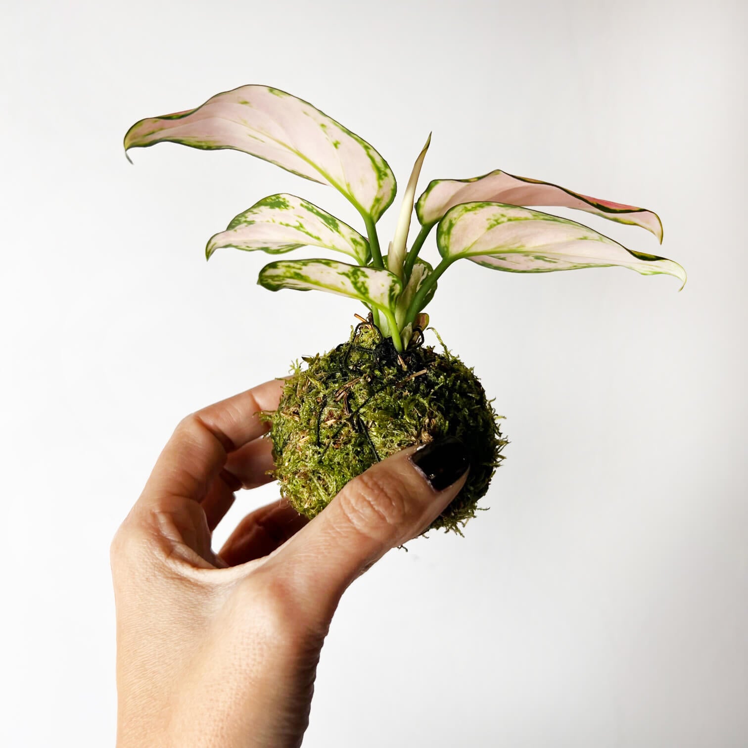 KOKE/baby Aglaonema Red Zirkon