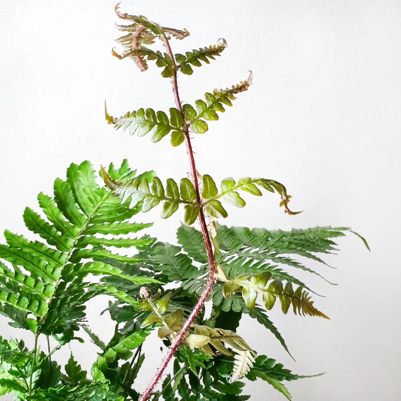 KOKE/Felce Dryopteris Erythrosora