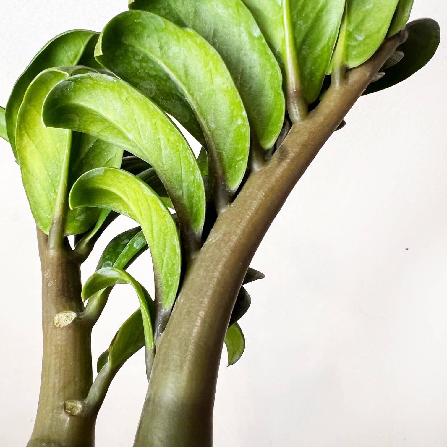 Zamioculcas Zamiifolia Zenzi