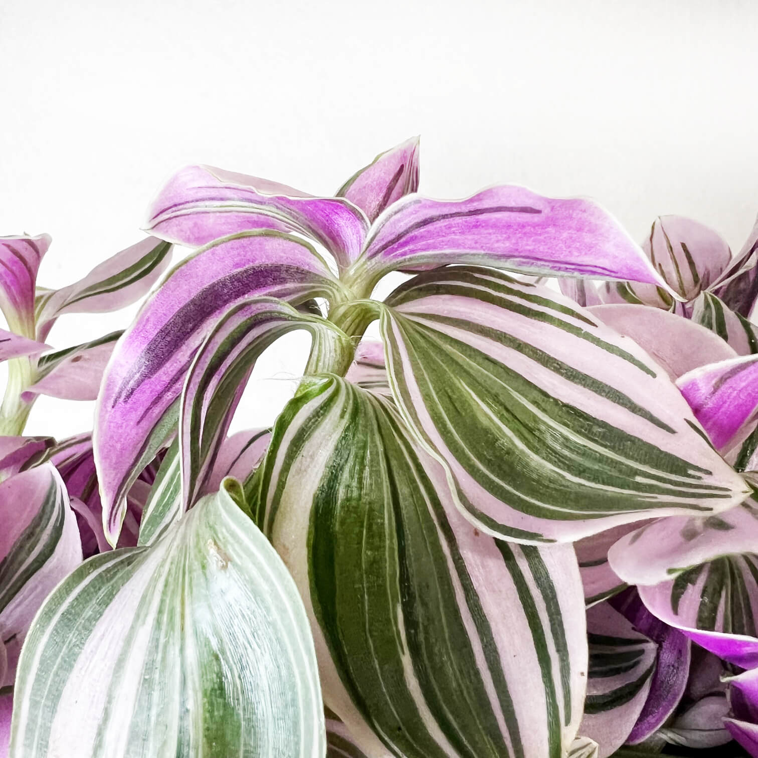 Tradescantia Unicorn