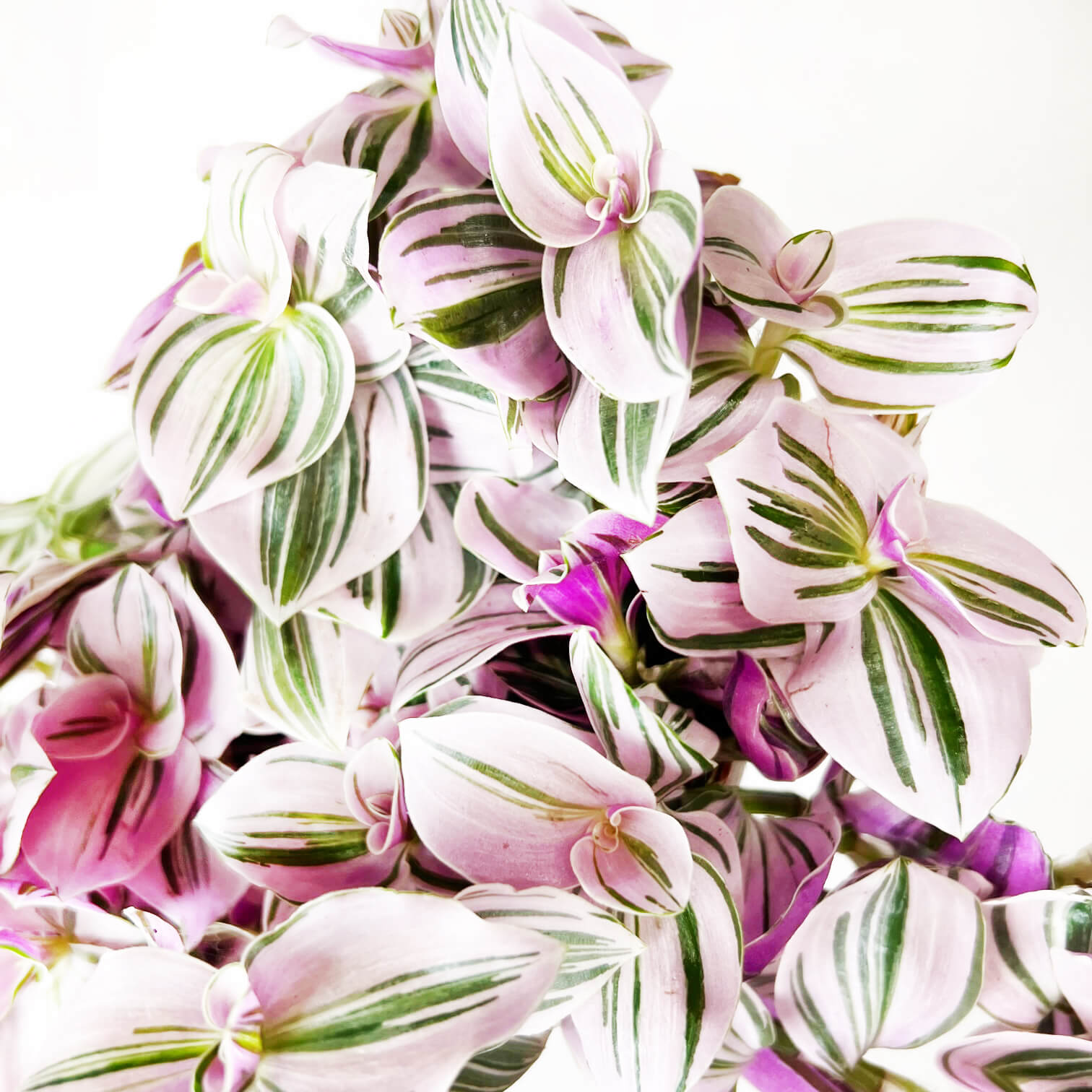 Tradescantia Unicorn