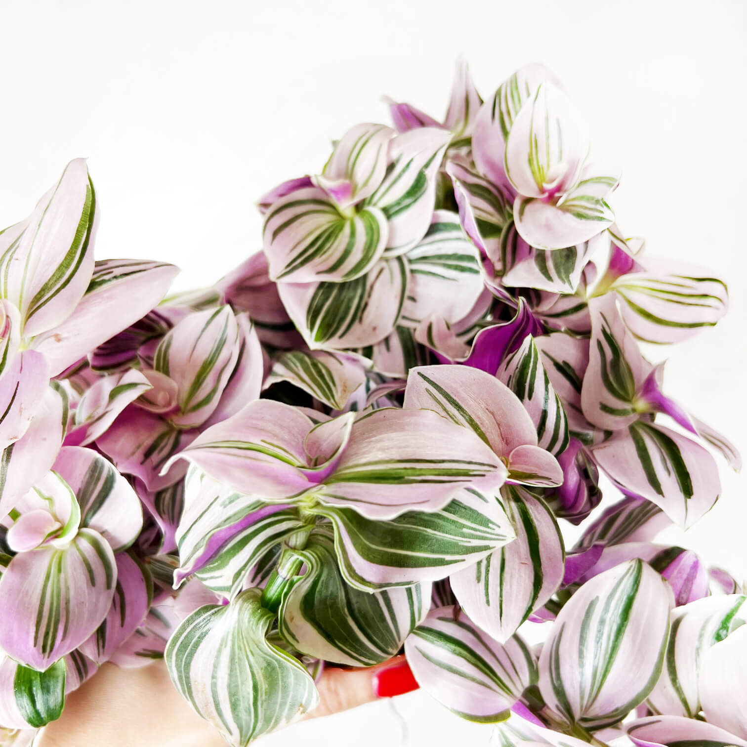 Tradescantia Unicorn