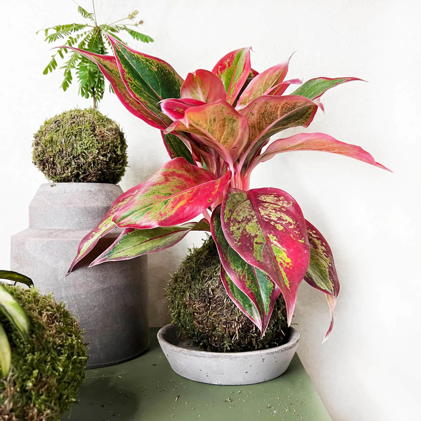 KOKE/Aglaonema Crete