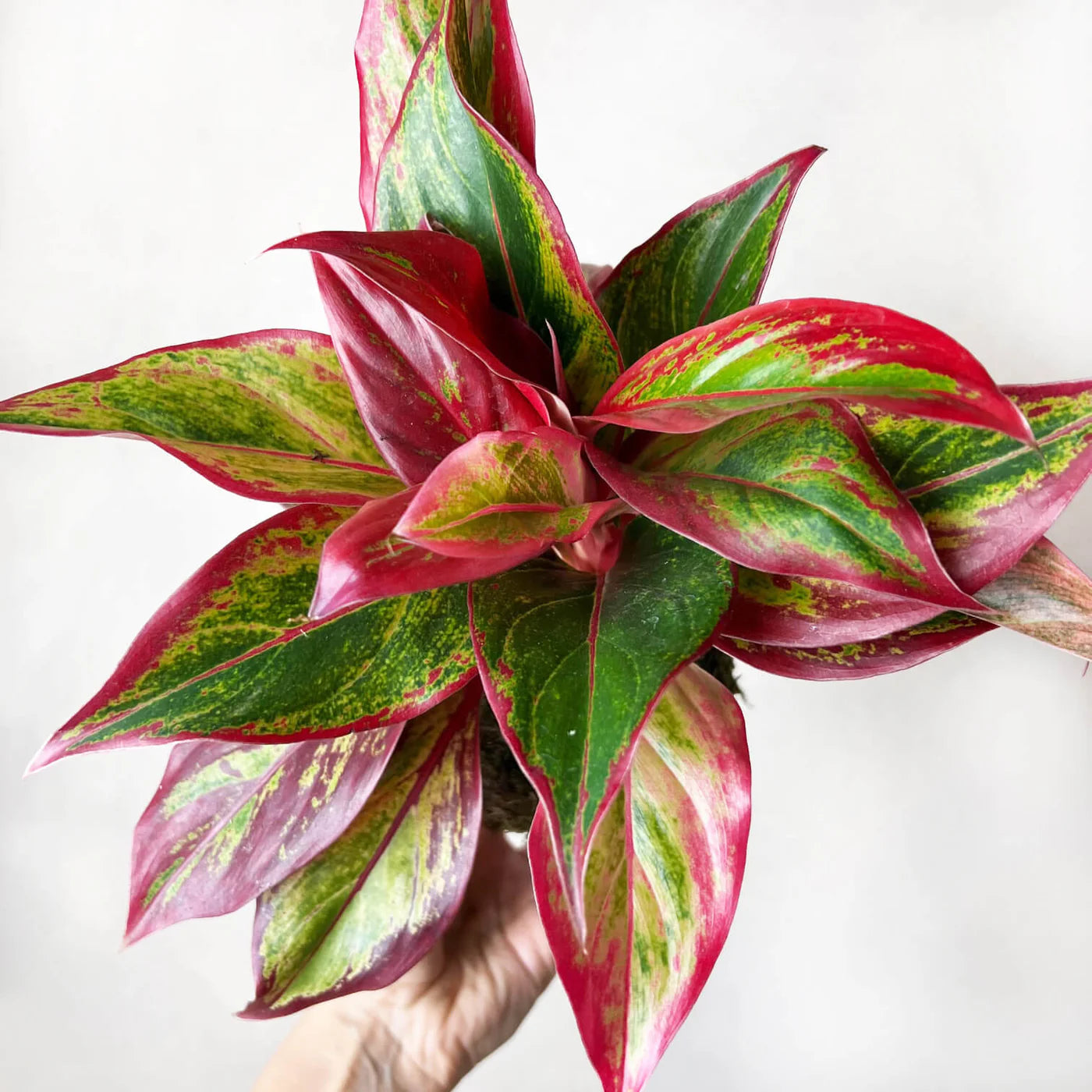 KOKE/Aglaonema Crete