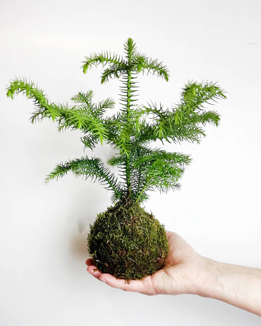 KOKE/Araucaria