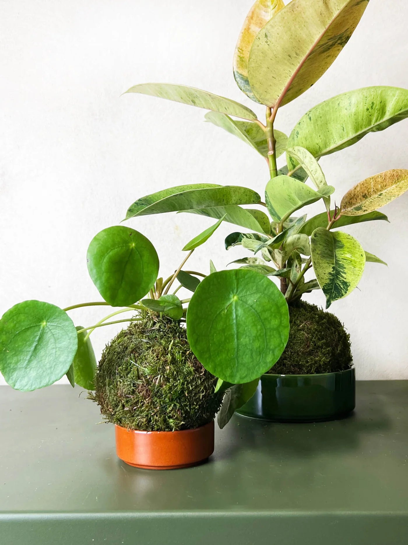 KOKE/Pilea