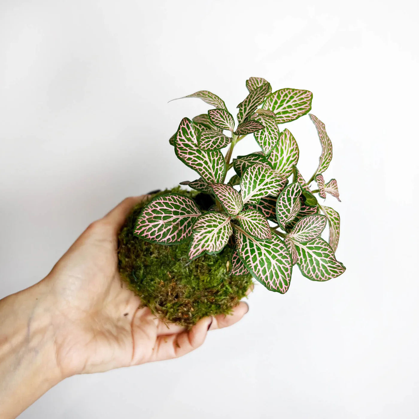 KOKE/fittonia