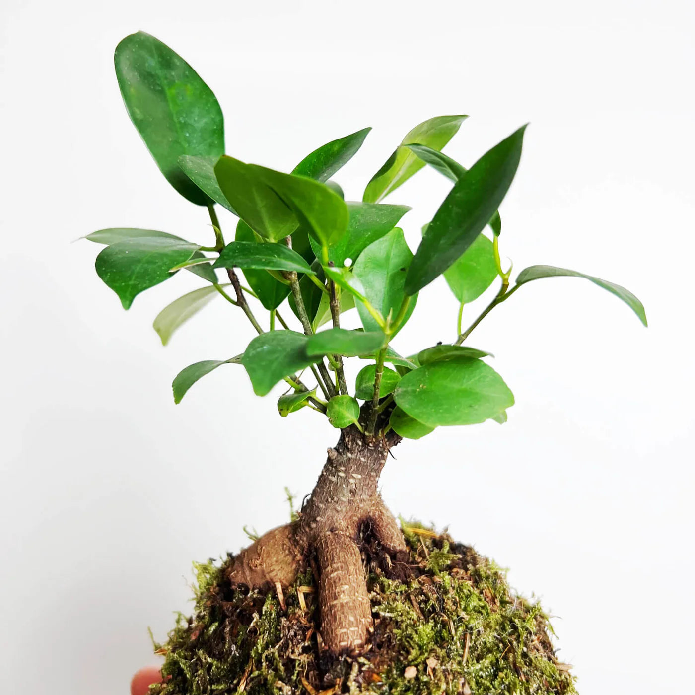 KOKE/Ficus Microcarpa Ginseng