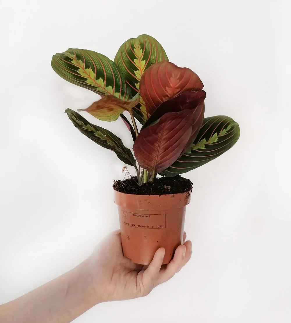 KOKE/Maranta Leuconeura