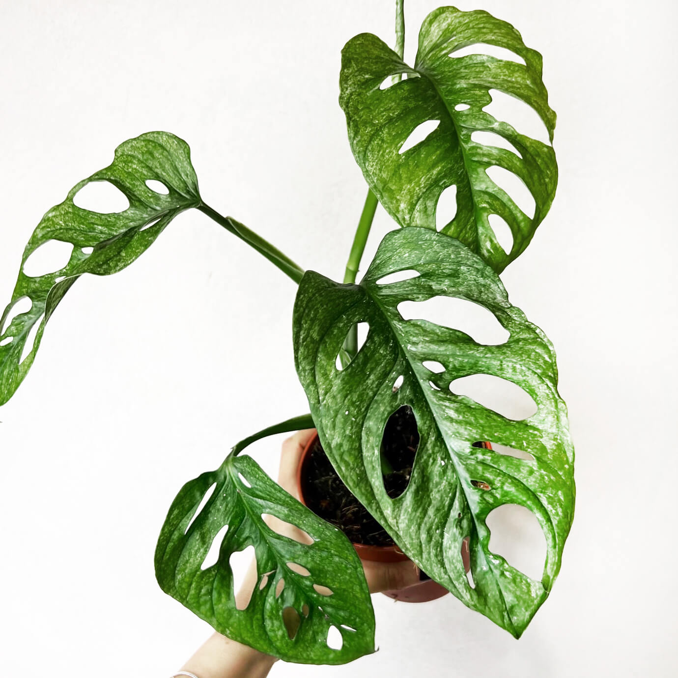 Monstera Adansonii Mint