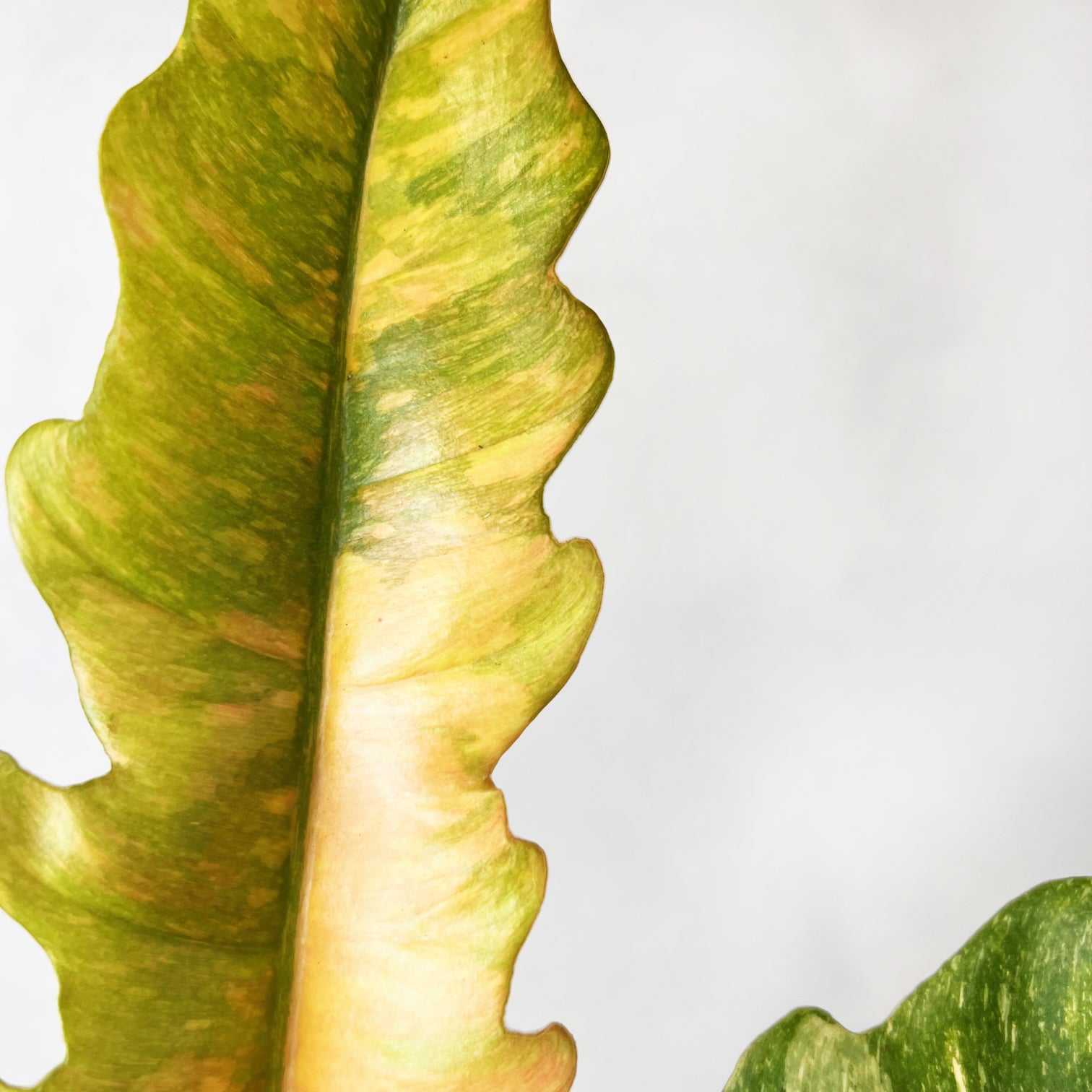 Philodendron Ring of Fire