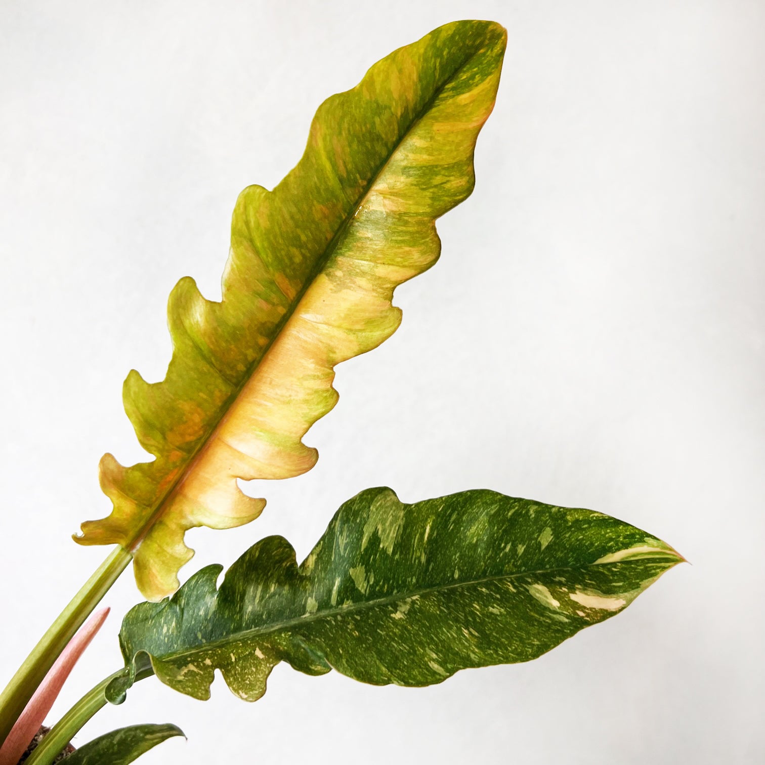 Philodendron Ring of Fire