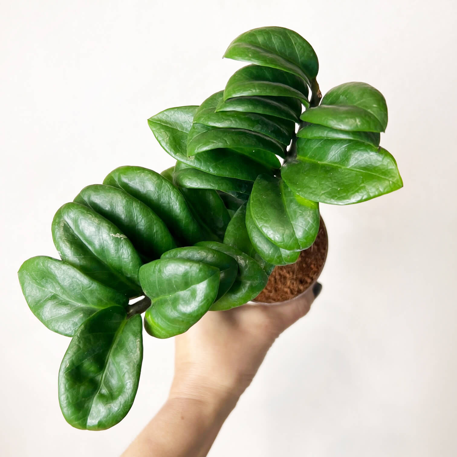 Zamioculcas Zamiifolia Zenzi